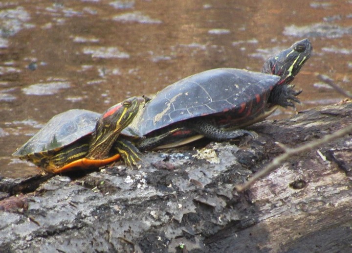 Red-ear Slider - Midland Painted Turtle Combo